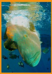 Napoleon Wrasse performs for the camera at the Brothers i... by Fiona Ayerst 